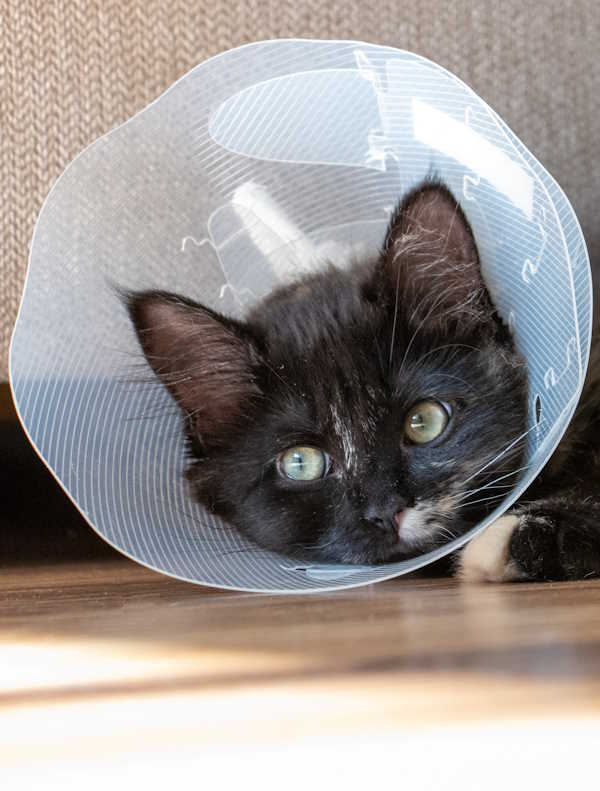 Cat in pet cone laying on floor