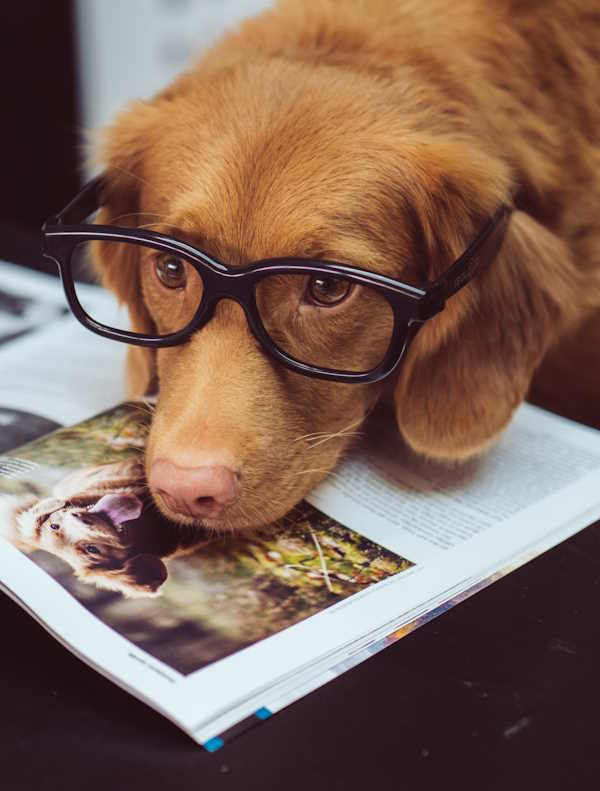 Dog wearing glasses resting head on book