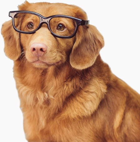 Dog wearing glasses