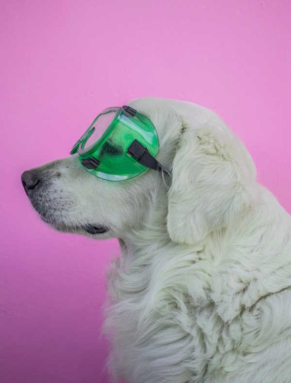 Dog wearing protective eyewear facing left